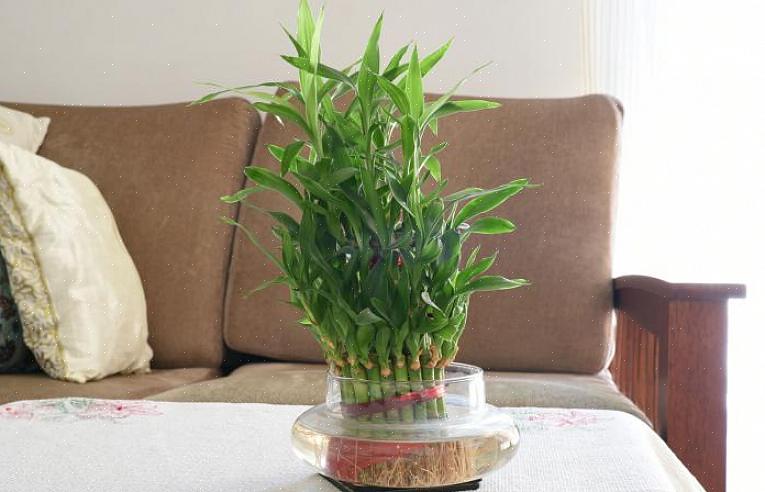 Den heldige bambusplanten (som alle planter) uttrykker feng shui-treelementet
