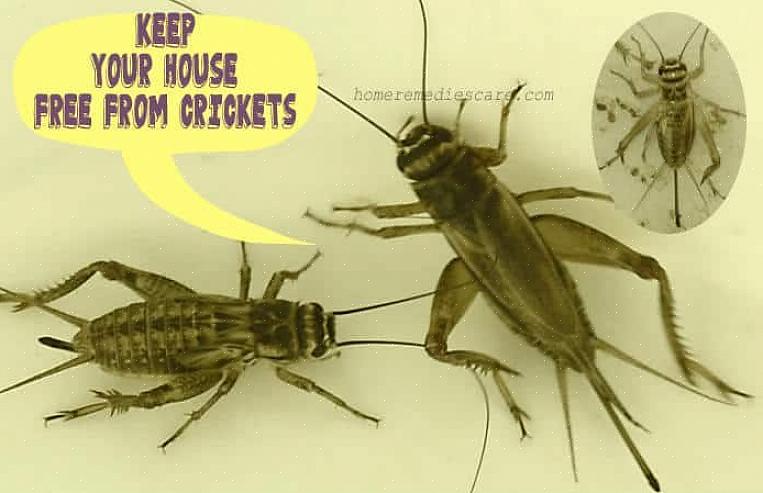 Ideen var basert på den tradisjonelle kinesiske skikken med å oppbevare crickets i bur i hjemmet for hell