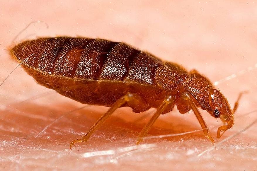 76% av skadedyrpersonell anser veggedyr som det vanskeligste skadedyret å kontrollere