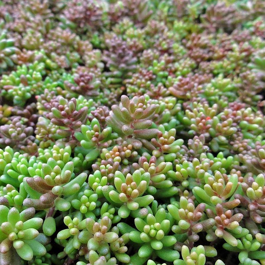 Sedum er lett å dyrke i de fleste områder