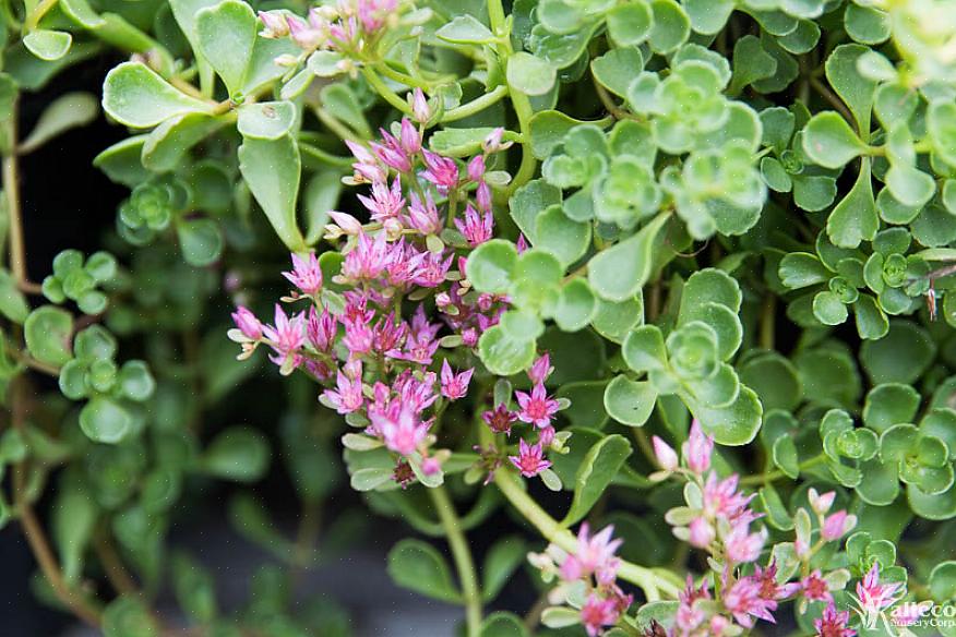 Sedum tetractinum 'Coral reef' er en av få sedums med en varm gulaktig farge