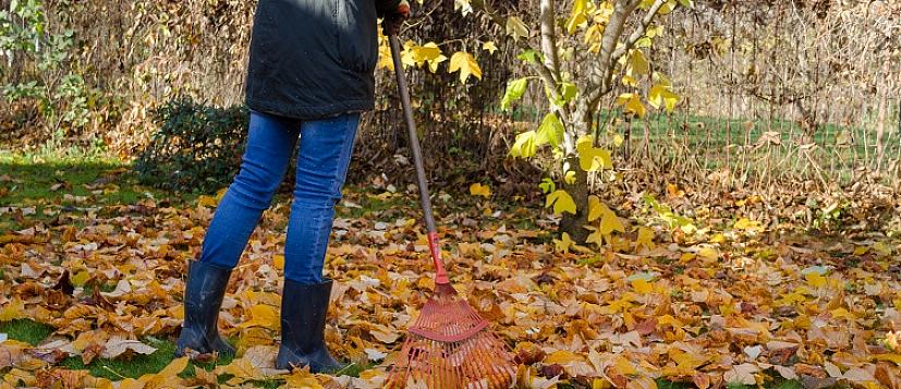 Den ekstra fordelen med fjerning av strå fra å rake på riktig måte er et godt argument for raking i stedet