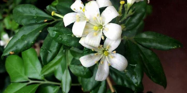 Eller oransje jasmin