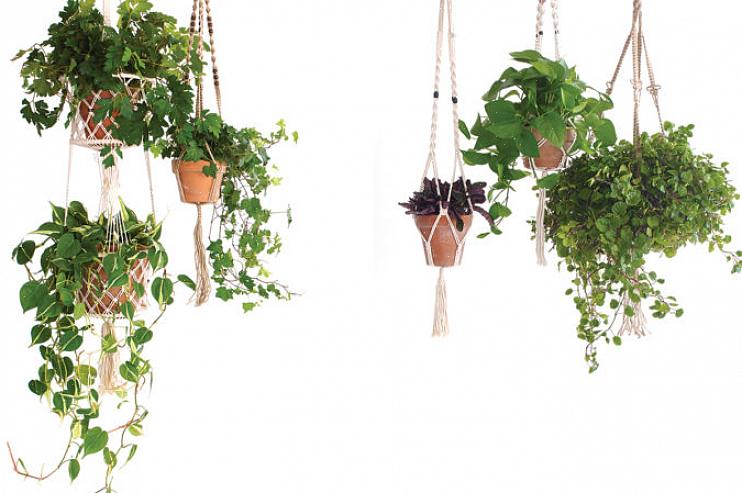 Svensk eføy (Plectranthus.australis) er en enkel potteplante som vokser godt innendørs