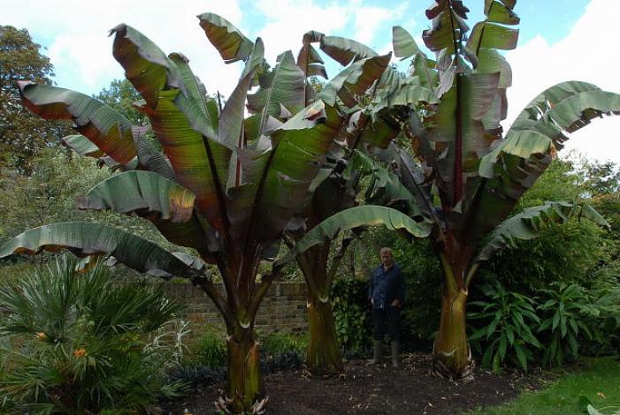 Ensete er mye vanskeligere å forplante