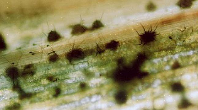 Antraknose kan påvirke knoppene til et tre tidlig på sesongen før det har vokst opp noen blader