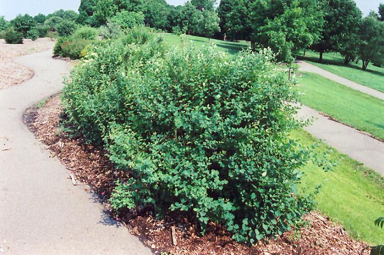 Den vanlige snøbæren (Symphoricarpos albus) er en løvfellende busk som produserer rosa blomster