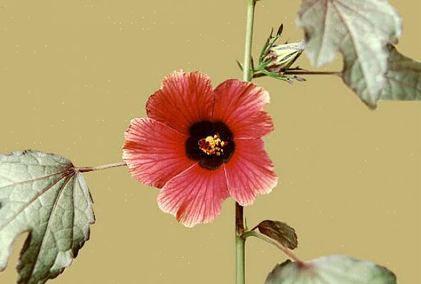 Er blomstene tilfeldige på Hibiscus acetosella