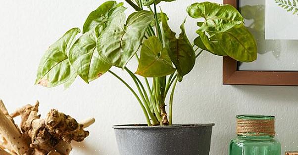 Pilspidsvintreet (Syngonium podophyllum) gjør et ganske etterfølgende eller klatrende vintreet