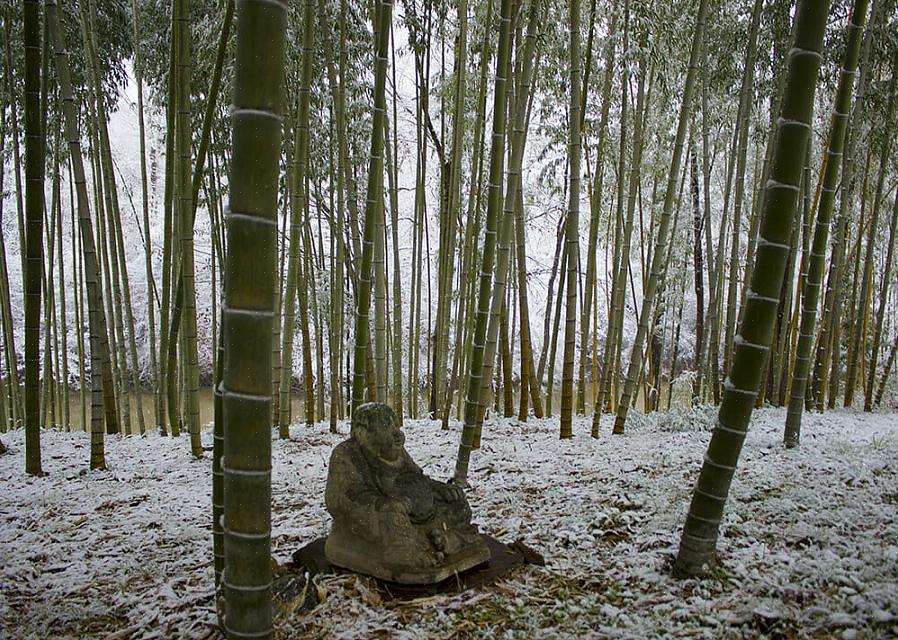 For å dyrke bambusplanter i nordlige klima