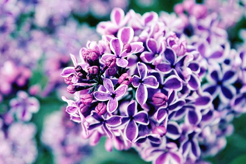 Jeg ventet fem år på at en "sucker" skulle blomstre at jeg hadde transplantert fra en gammel syrinestativ