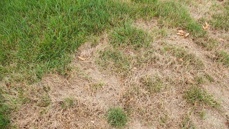 Ta en titt på noen av de vanligste årsakene til at døde flekker kan oppstå på plenen din
