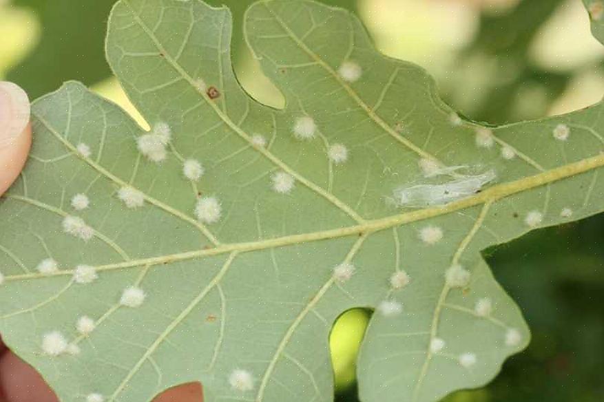 Mange huseiere som landskap eiendommene sine med trær
