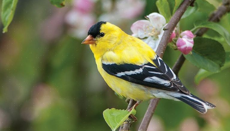 Den generelle fargen på europeiske gullfinker er en kjedelig brunfarge med en varm brun eller gul vask