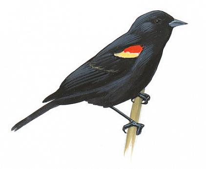 Tøffe regningen til en europeisk starling er et viktig feltmerke i alle aldre