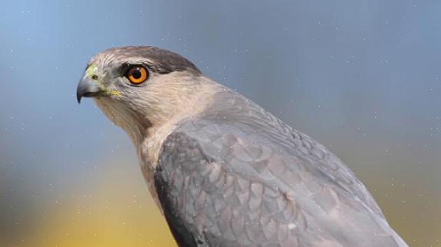 Den lange halen på Cooper's hauk skiller seg ut i fly