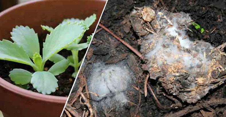 Fuzzy white mold er et vanlig problem for frøplanter