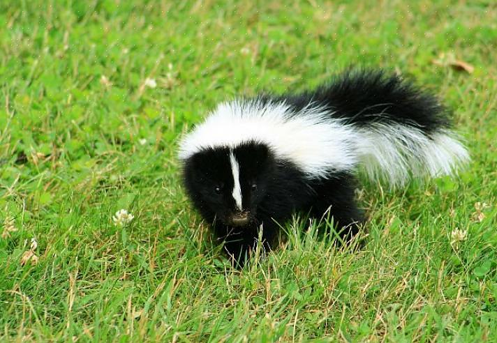 Hvis du spør folk flest hvordan du kan bli kvitt skunk-lukten