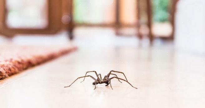 Fanger bare edderkopper - hvis de går gjennom fellen