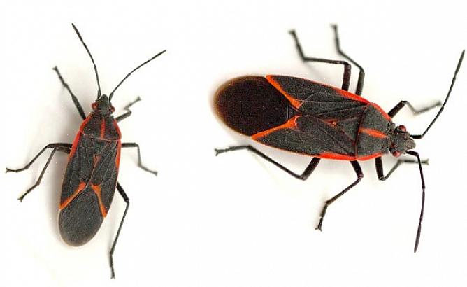 Sommeren lever boxelder-insekter