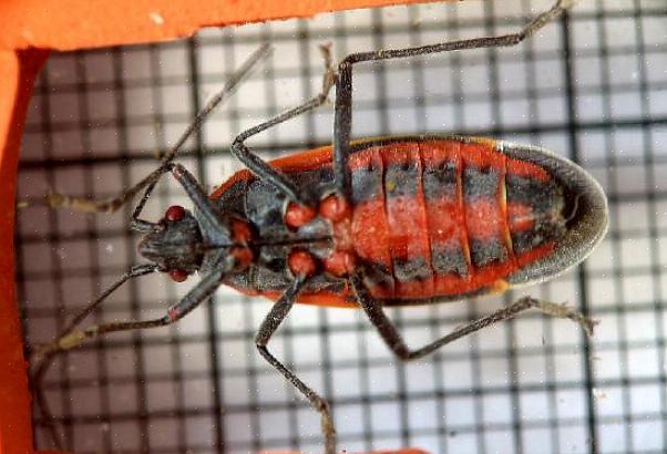 Tiltrekkes boxelder-insekter av boxelder-trær