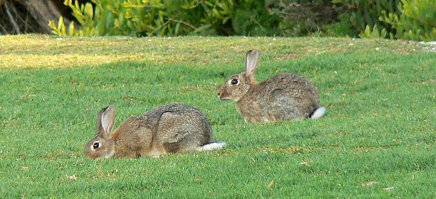 Jackrabbit tipser vekten med heftige tre til syv pund