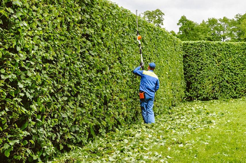 Fungerer også som en plante verdifull både for høst