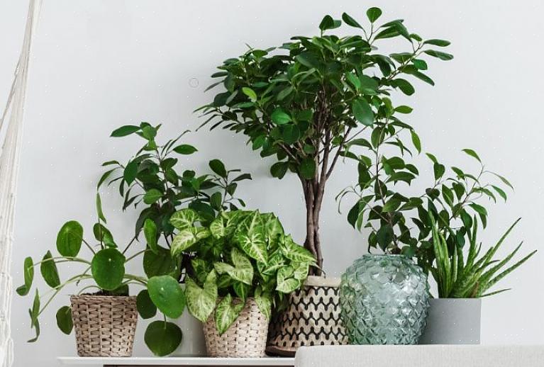 Trenger ikke plantene dine mye gjødsel