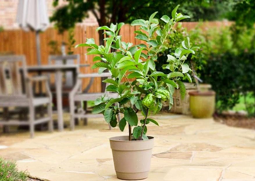 Guava-treet er et veldig attraktivt lite tre