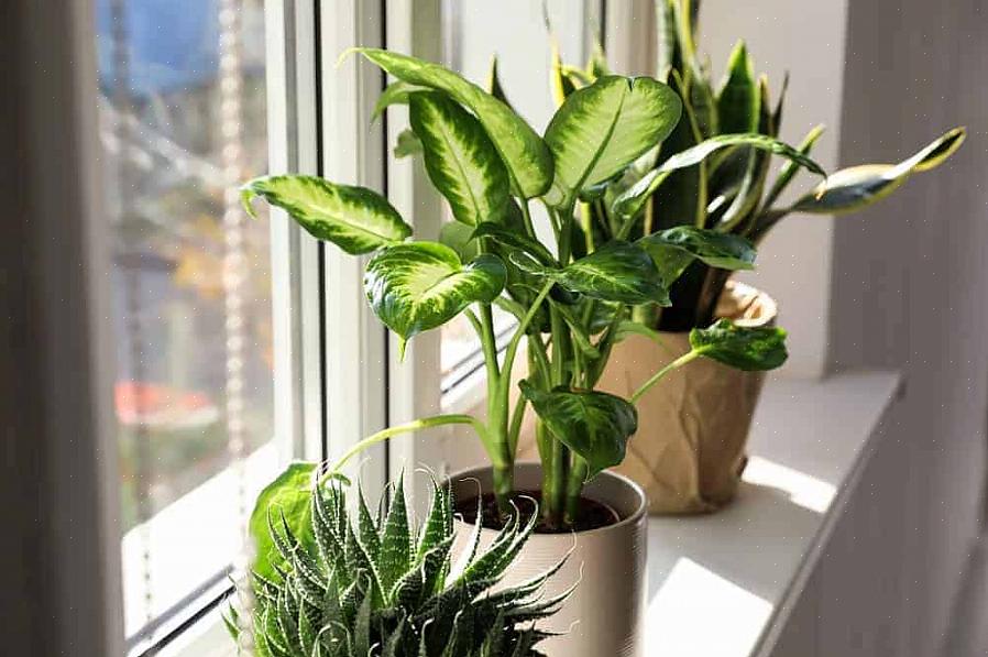 Ellers kan de bli skadet av de irriterende stoffene som produseres av den stumme stokkplanten