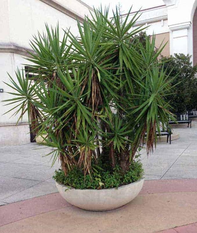 Yucca må av