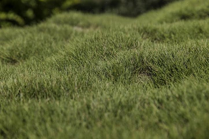 I de minst ekstreme tilfellene kan du løse problemet ved å topdressing med et tynt lag