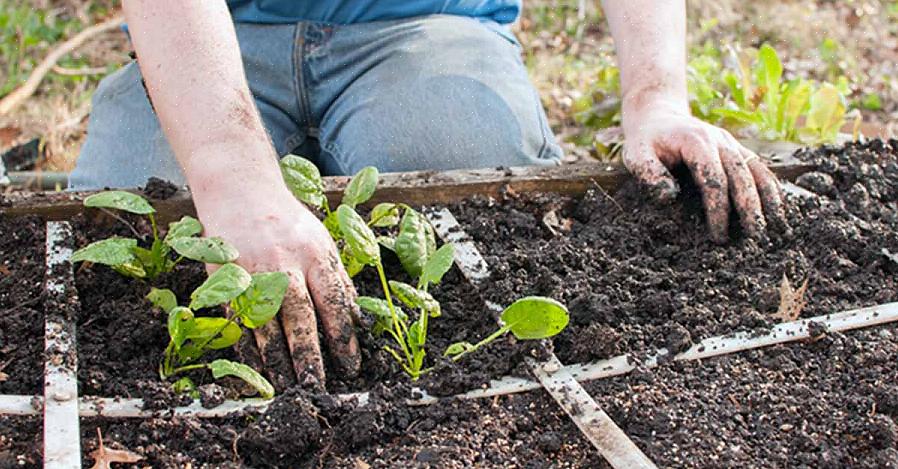Noen soppsykdommer får krokene i hagene våre fordi vi planter når jorden fortsatt er for kjølig