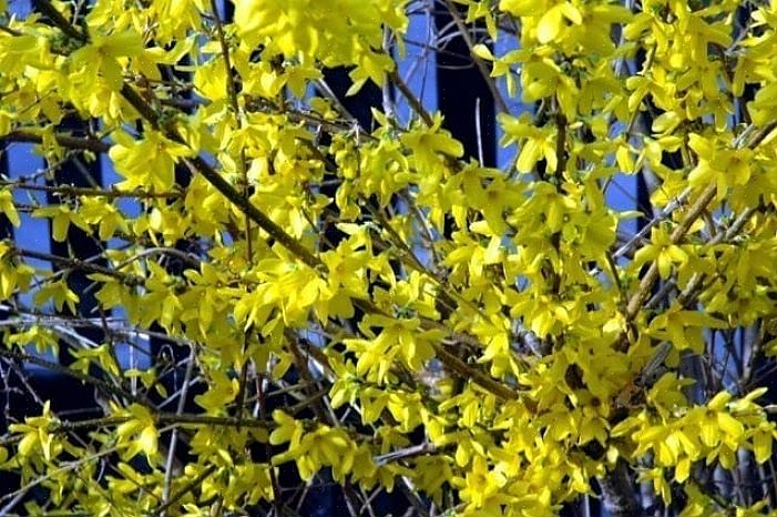 For å svare på spørsmålet om når du skal beskjære blomstrende busker