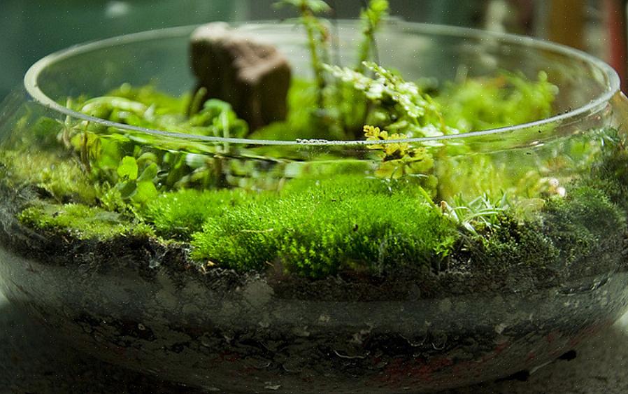 Moss kan gi enhver hage et eldre utseende