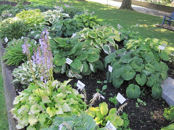 Bladene til hosta planter kommer også i en rekke størrelser