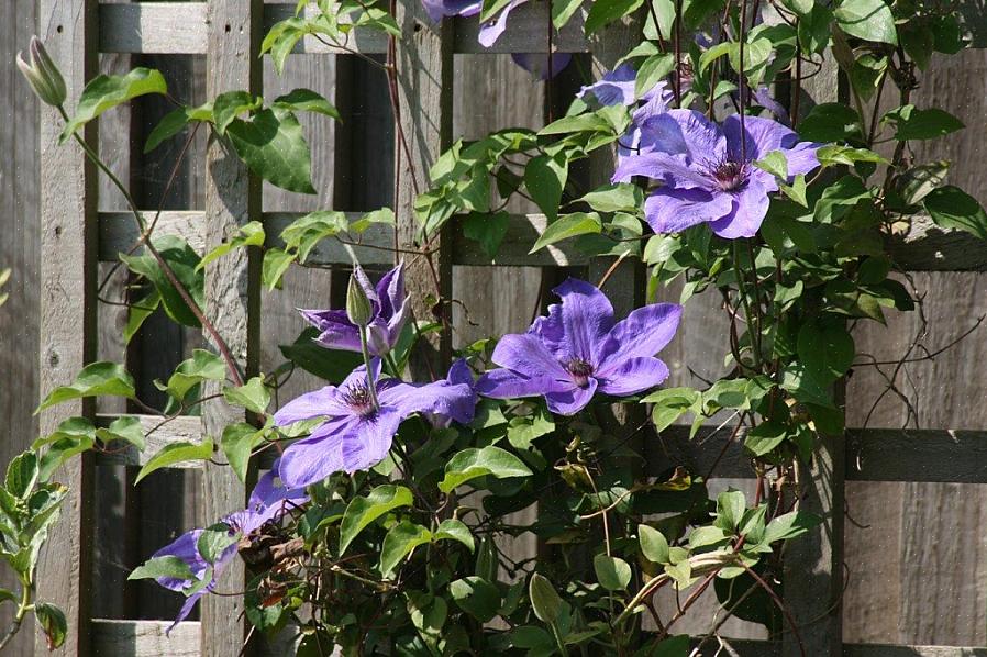 Riktig tid til å beskjære clematisplanter avhenger av om planten blomstrer etter vekst fra forrige
