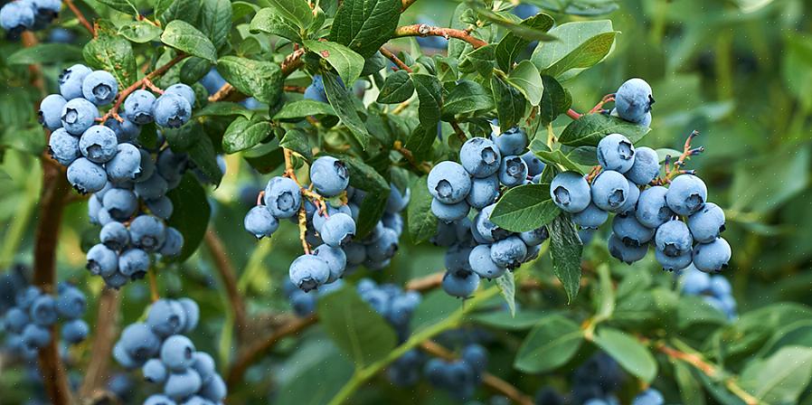 Blåbær er de søteste hvis de får være på planten minst en uke etter at de blir blå