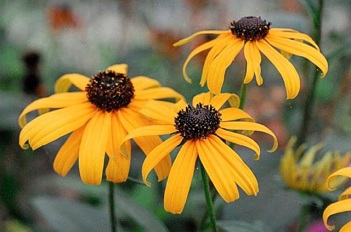 Blomster kan være en flott frøkilde for å tiltrekke