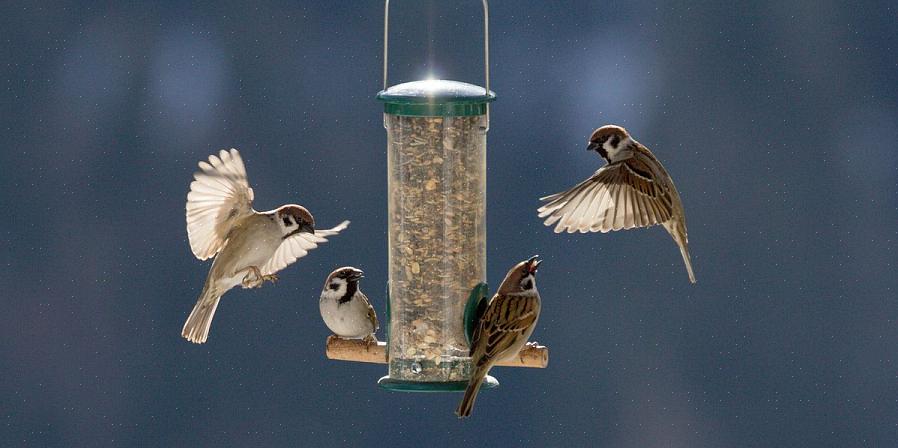 Kommersielle rengjøringsløsninger for fuglemater eller en mild løsning av uparfumert oppvaskmiddel