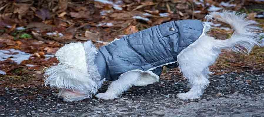 Hvordan du rengjør hundehalsbånd i skinn