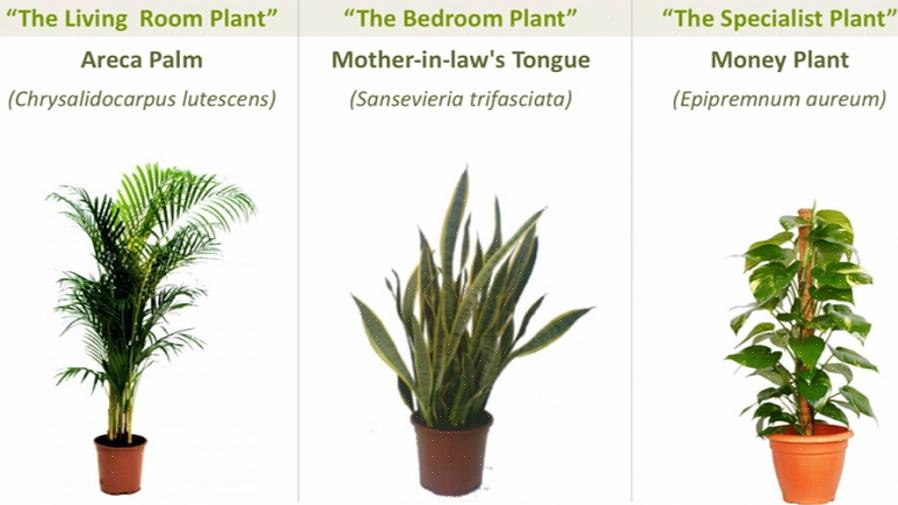 I tillegg er en gummitreplante et perfekt feng shui-tillegg for et mørkt hjørne som trenger litt mer