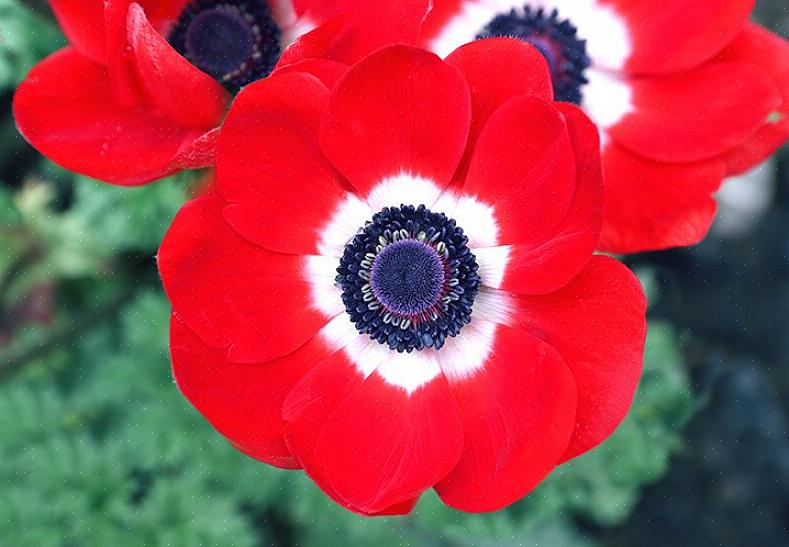 I tillegg til slekten Anemone inkluderer andre medlemmer av familien delphinium