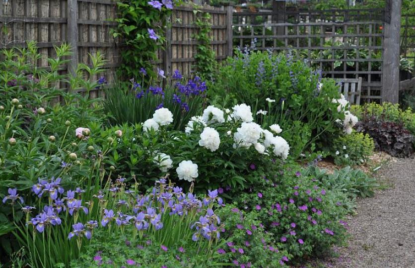 Kan du prøve noen enkle organiske triks for å få flerårige blomster til å blomstre bedre