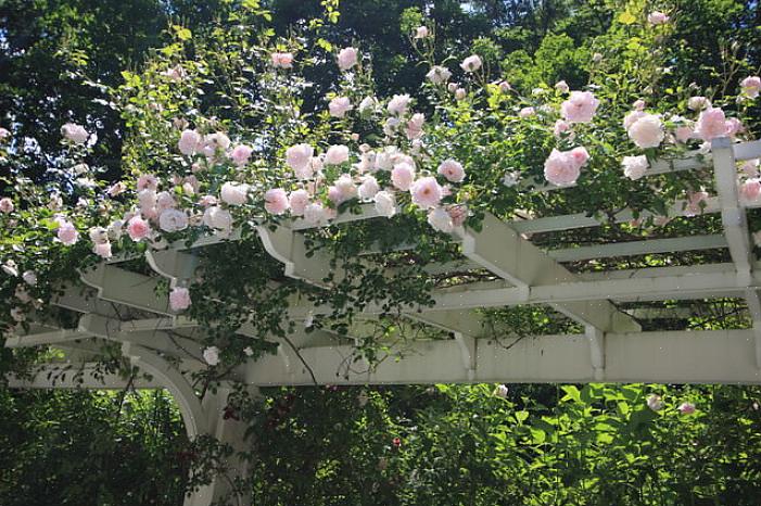 Understreker vinstokker formen til en pergola eller arbor