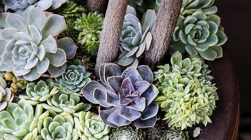 Sørg for å holde jorden på samme nivå som der plantene vokste i barnehagepotten