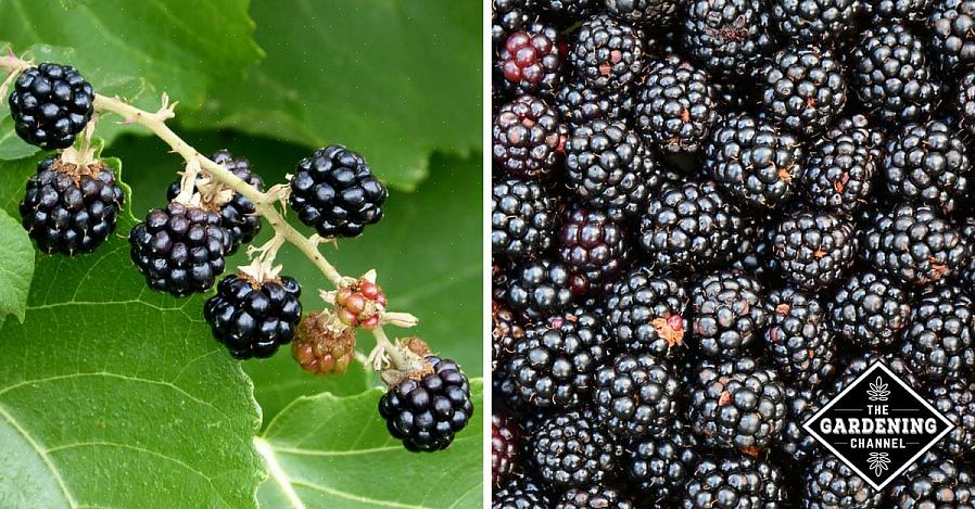 Bjørnebær tåler mange vekstforhold