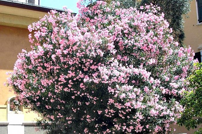 Hansker når du arbeider i nærheten av Oleander