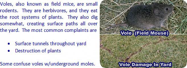 Finn ut nøyaktig hva slags skade voles gjør på plenen