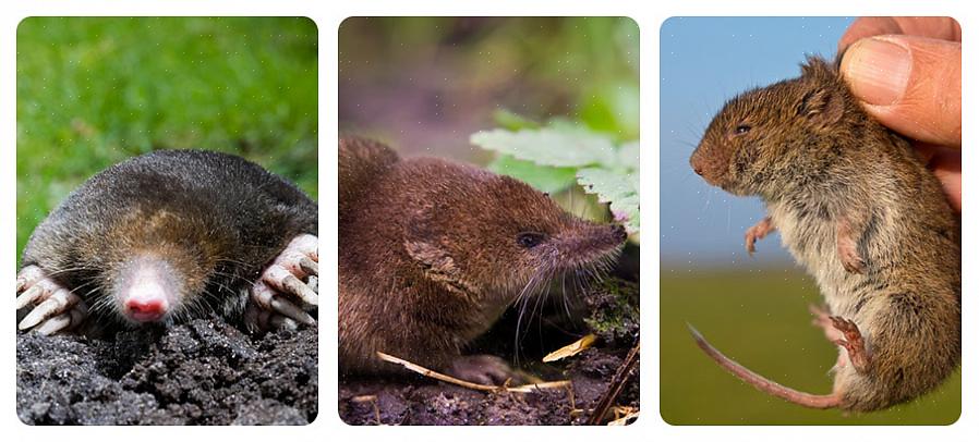 Naturlig skadedyrbekjempelse kan også spare deg for penger
